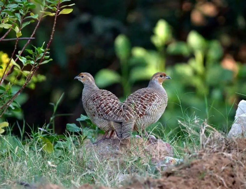 Francolin Bird Encounters and Omens