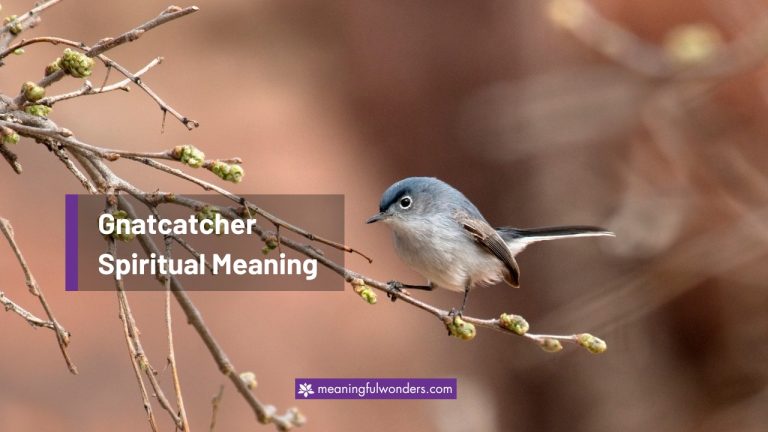 Gnatcatcher Spiritual Meaning: Sign of Hope and Guidance