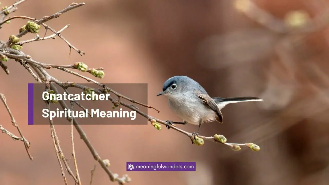 Gnatcatcher Spiritual Meaning