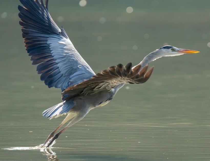 Heron In Nature