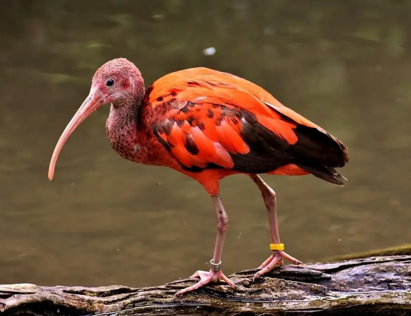 Ibis Encounters and Omens