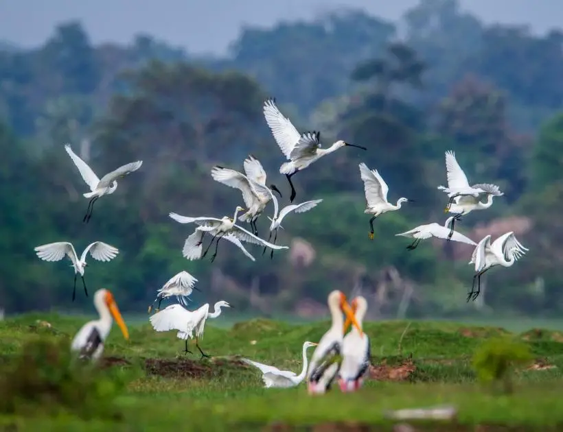 Ibis Power Animal