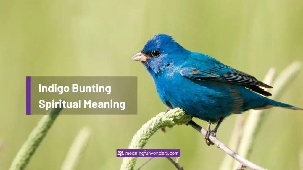 Indigo Bunting Spiritual Meaning: Explore the Hidden Path