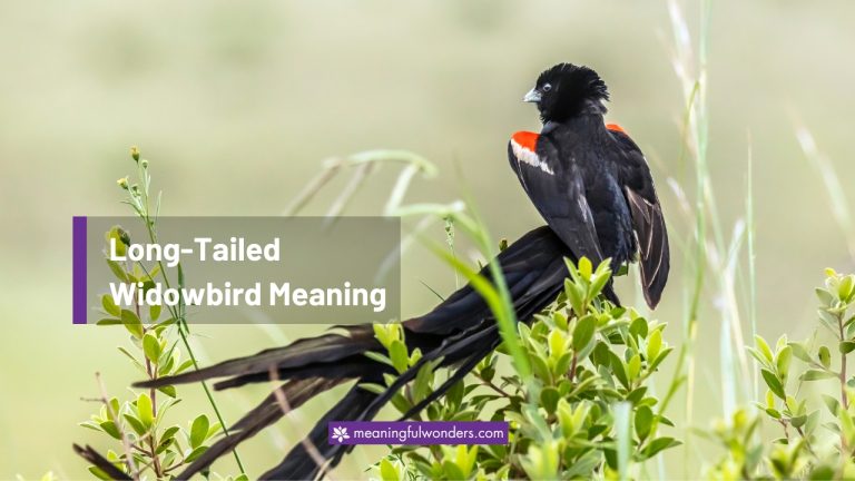 Long-Tailed Widowbird Spiritual Meaning: Live Every Moment