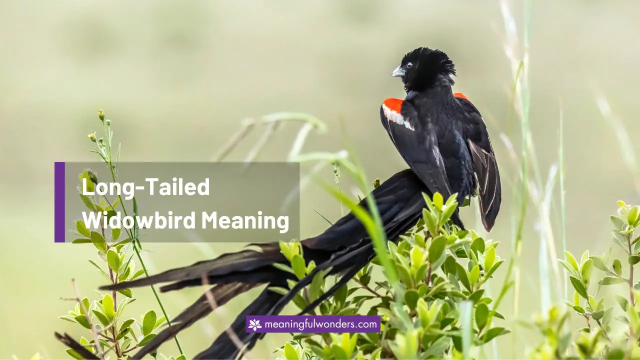 Long-Tailed Widowbird Spiritual Meaning