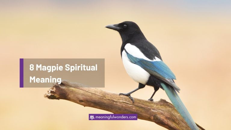 Magpie Spiritual Meaning: Be Resilience & Enjoy Life’s Journey