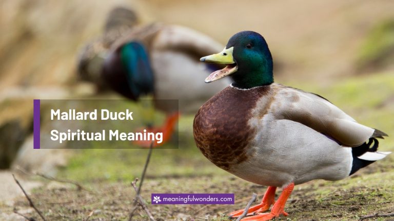 Mallard Duck Spiritual Meaning: 8 Meaningful Messages