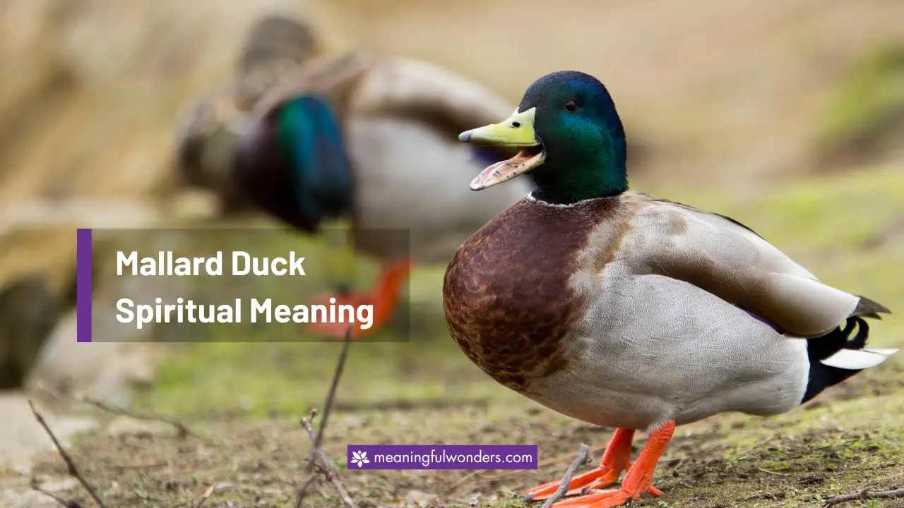 Mallard Duck Spiritual Meaning