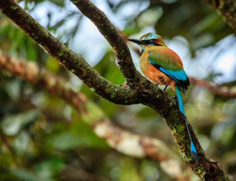 Motmot Encounters and Omens