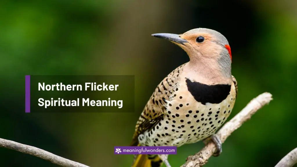 Northern Flicker Spiritual Meaning: Journey Of Growth