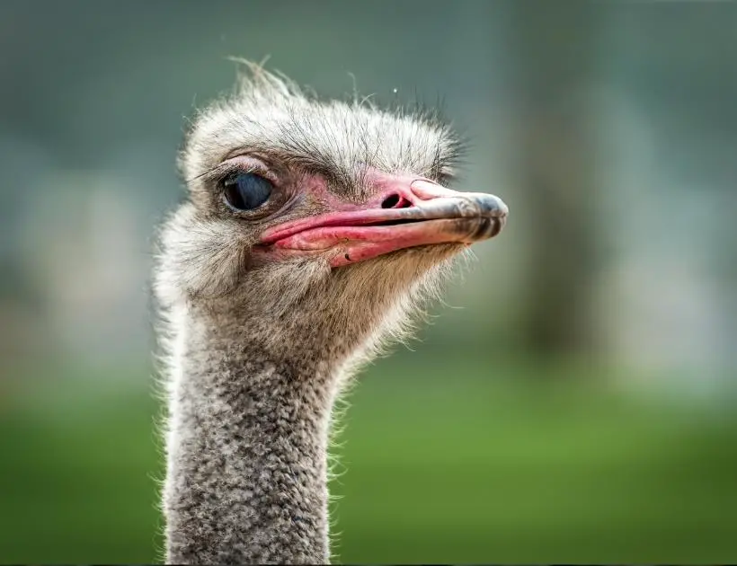 Ostrich Encounters and Omens