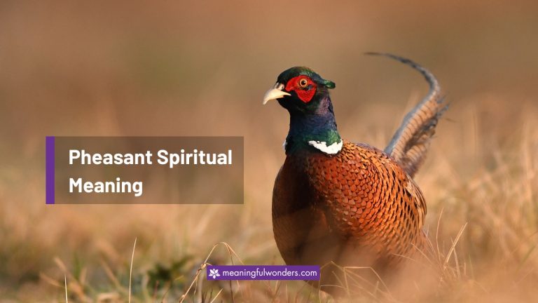 Pheasant Spiritual Meaning: (Joy, Celebration and Abundance)