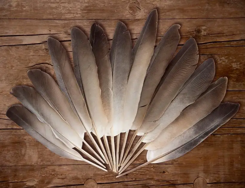 Pigeon Feather