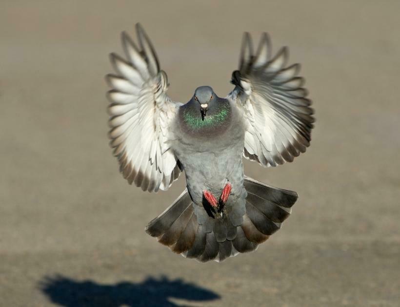 Pigeon Power Animal