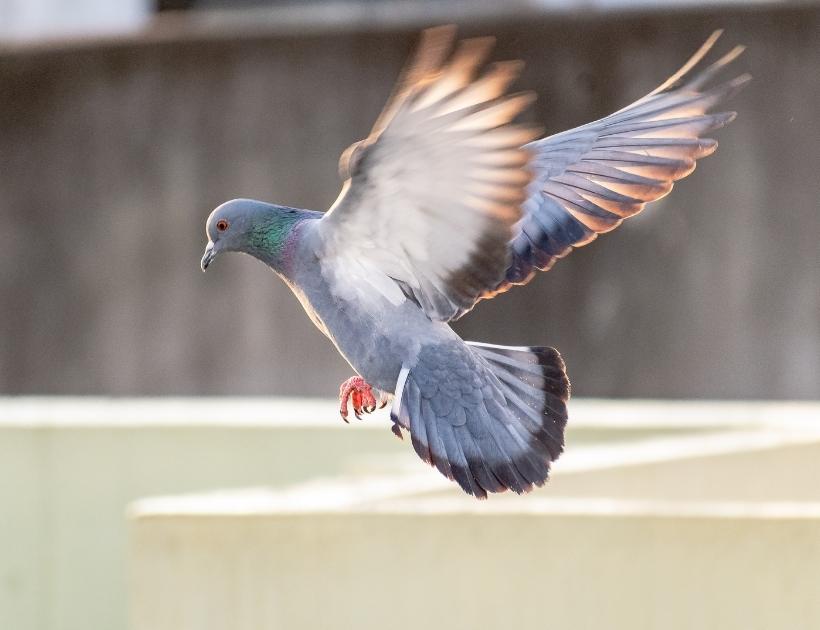 Pigeon Totem Animal