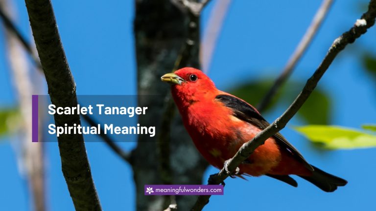 8 Powerful Scarlet Tanager Spiritual Meaning About Life