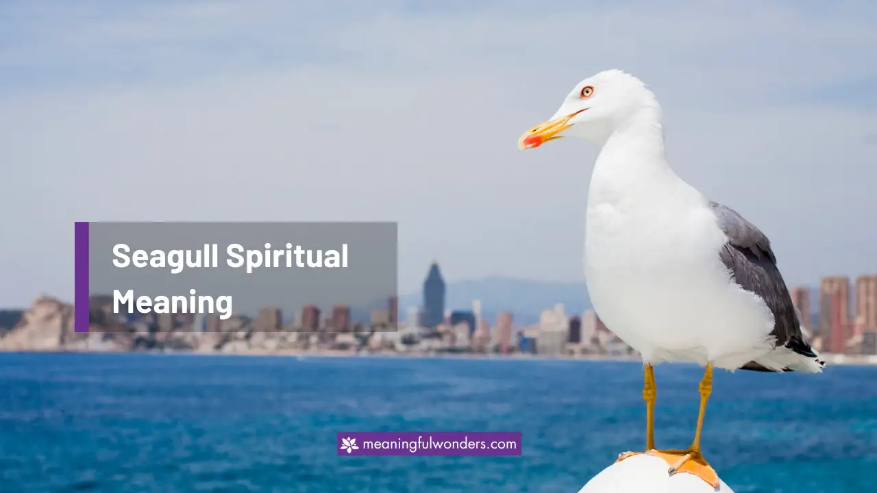 Seagull Spiritual Meaning