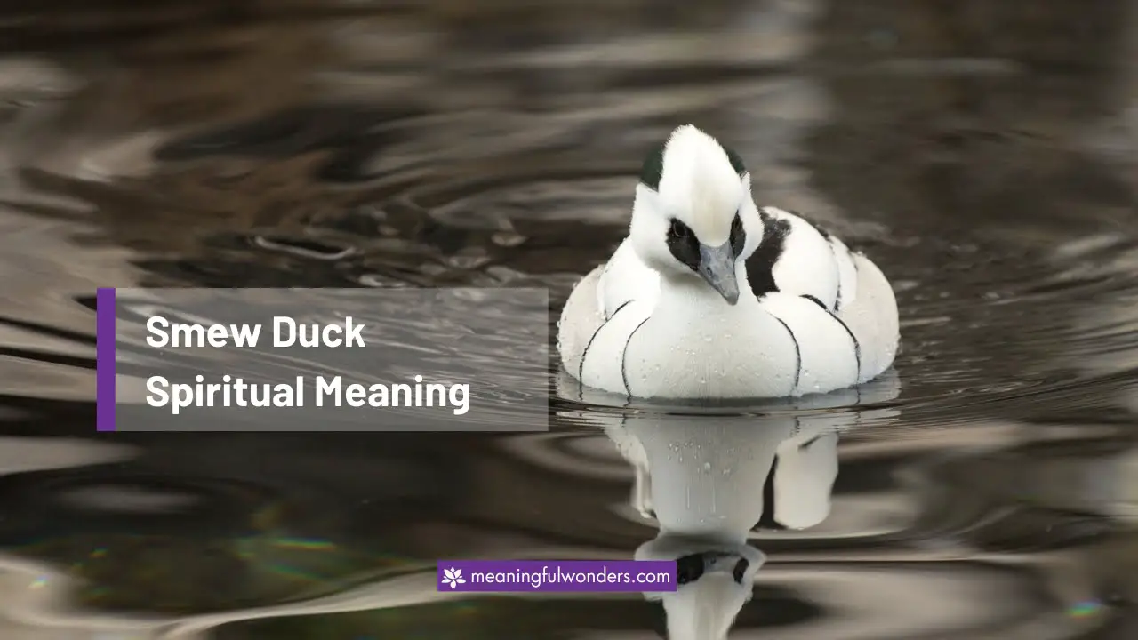 Smew Duck Spiritual Meaning