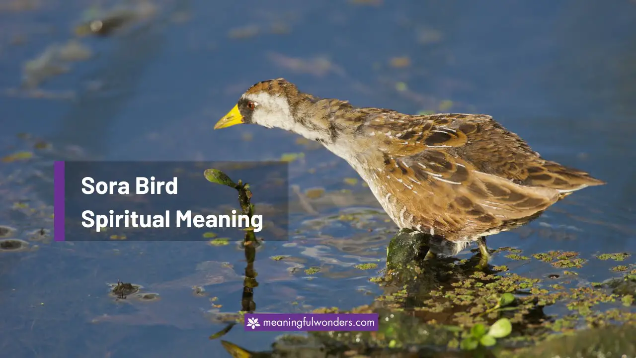 Sora Bird Spiritual Meaning