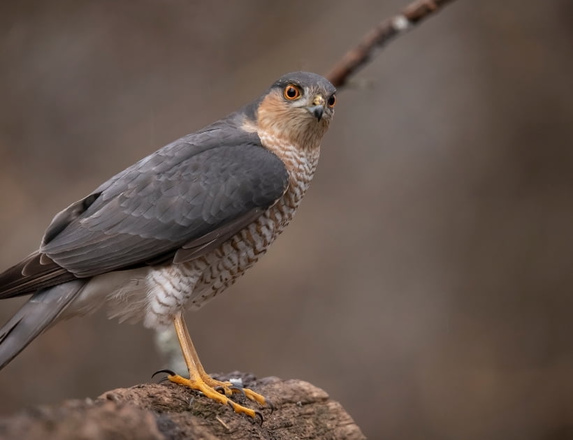 Sparrow Hawk Power Animal