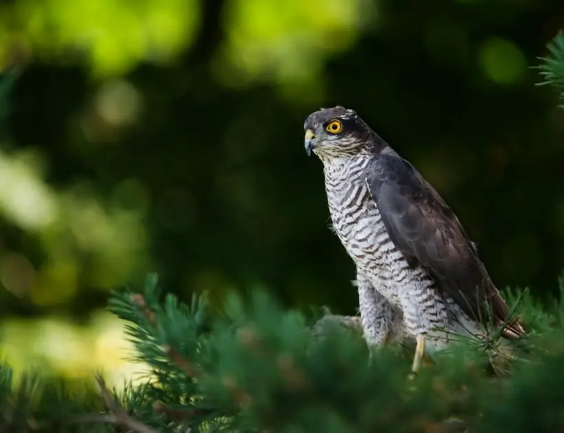 Sparrow Hawk Spirit Animal