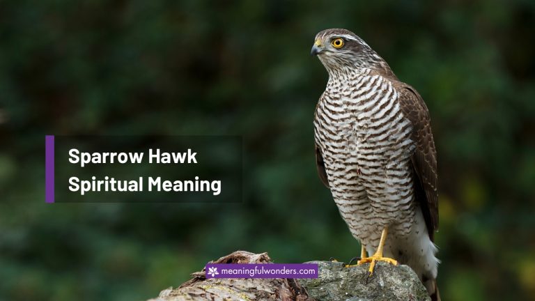 Sparrow Hawk Spiritual Meaning: Messenger of the Divine