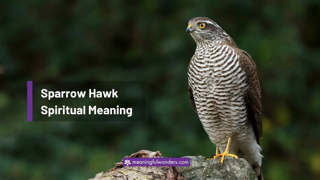 Sparrow Hawk Spiritual Meaning