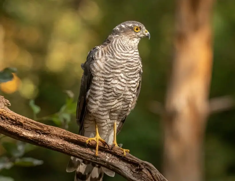 Sparrow Hawk Totem Animal