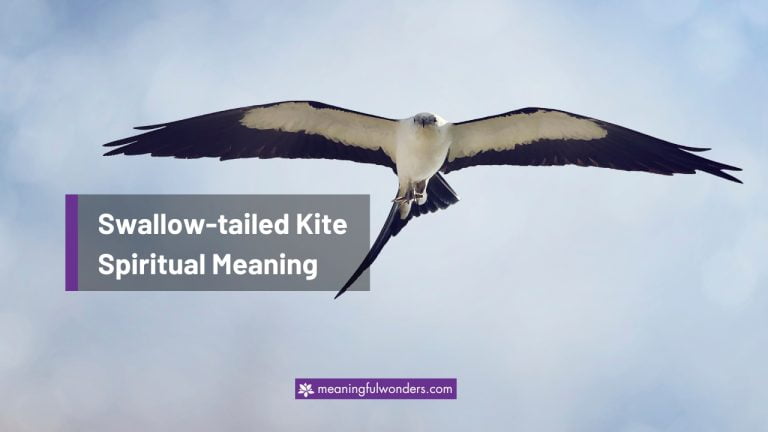 Swallow-tailed Kite Spiritual Meaning: 8 Powerful Traits