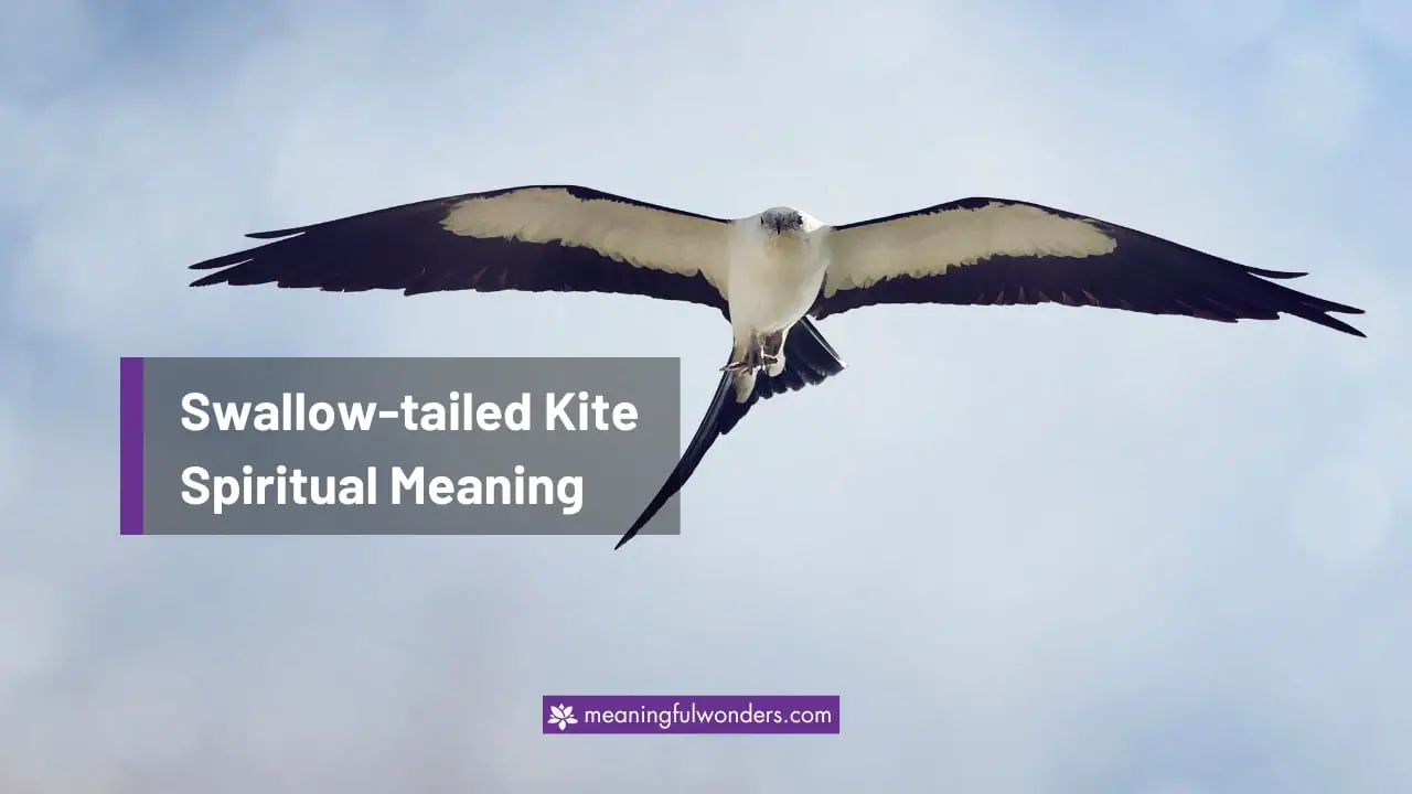 Swallow-tailed Kite Spiritual Meaning