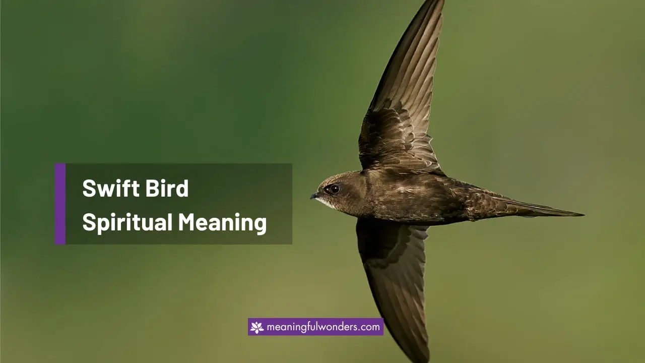 Swift Bird Spiritual Meaning