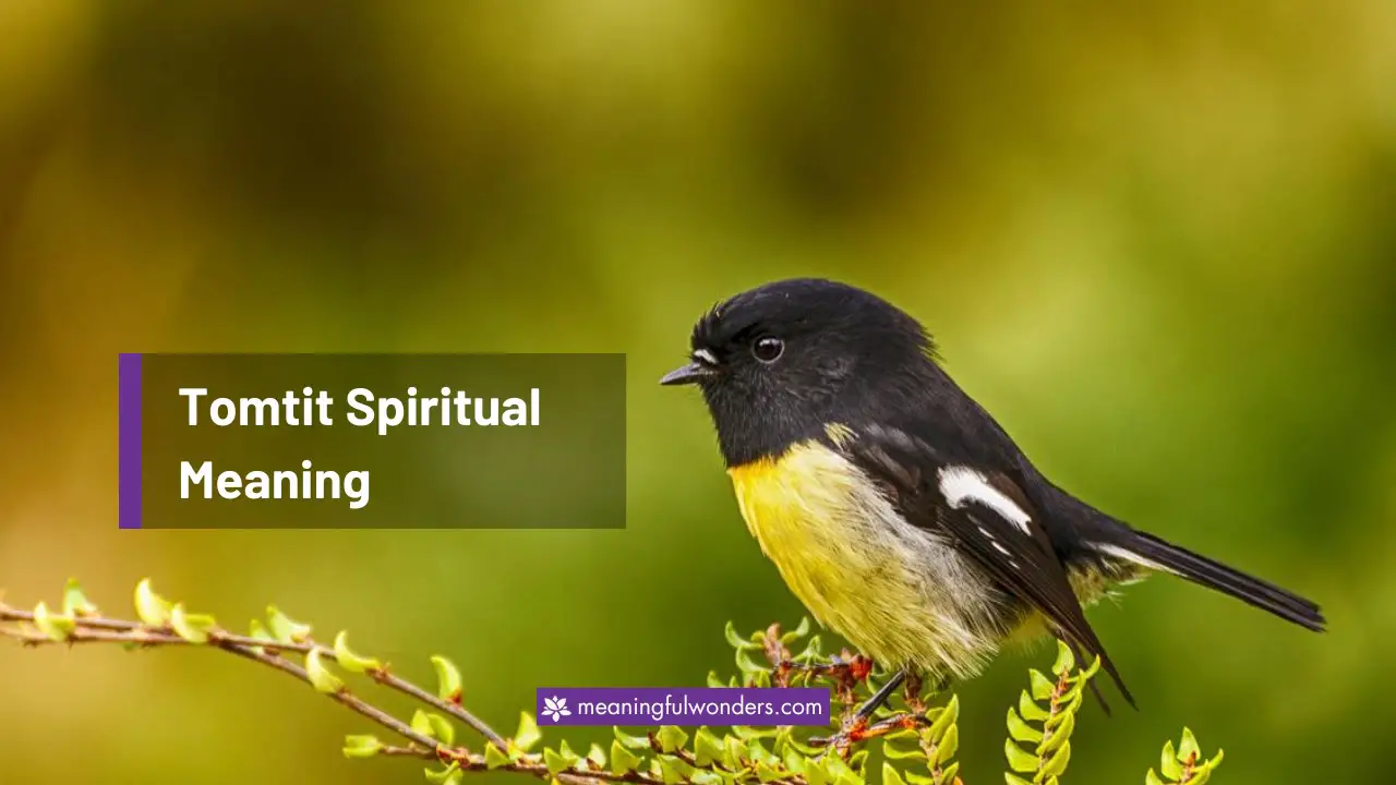 Tomtit Spiritual Meaning