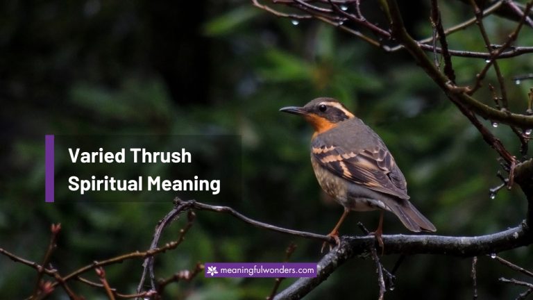 Varied Thrush Spiritual Meaning: Balance Between Light & Dark