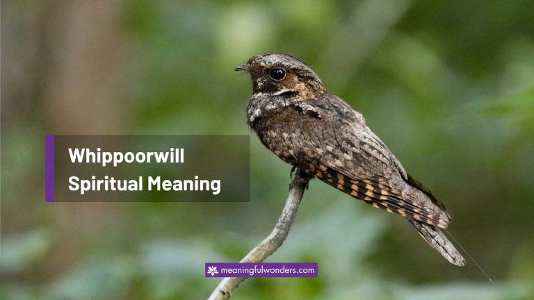 Whippoorwill Spiritual Meaning: Listen to the Whispers