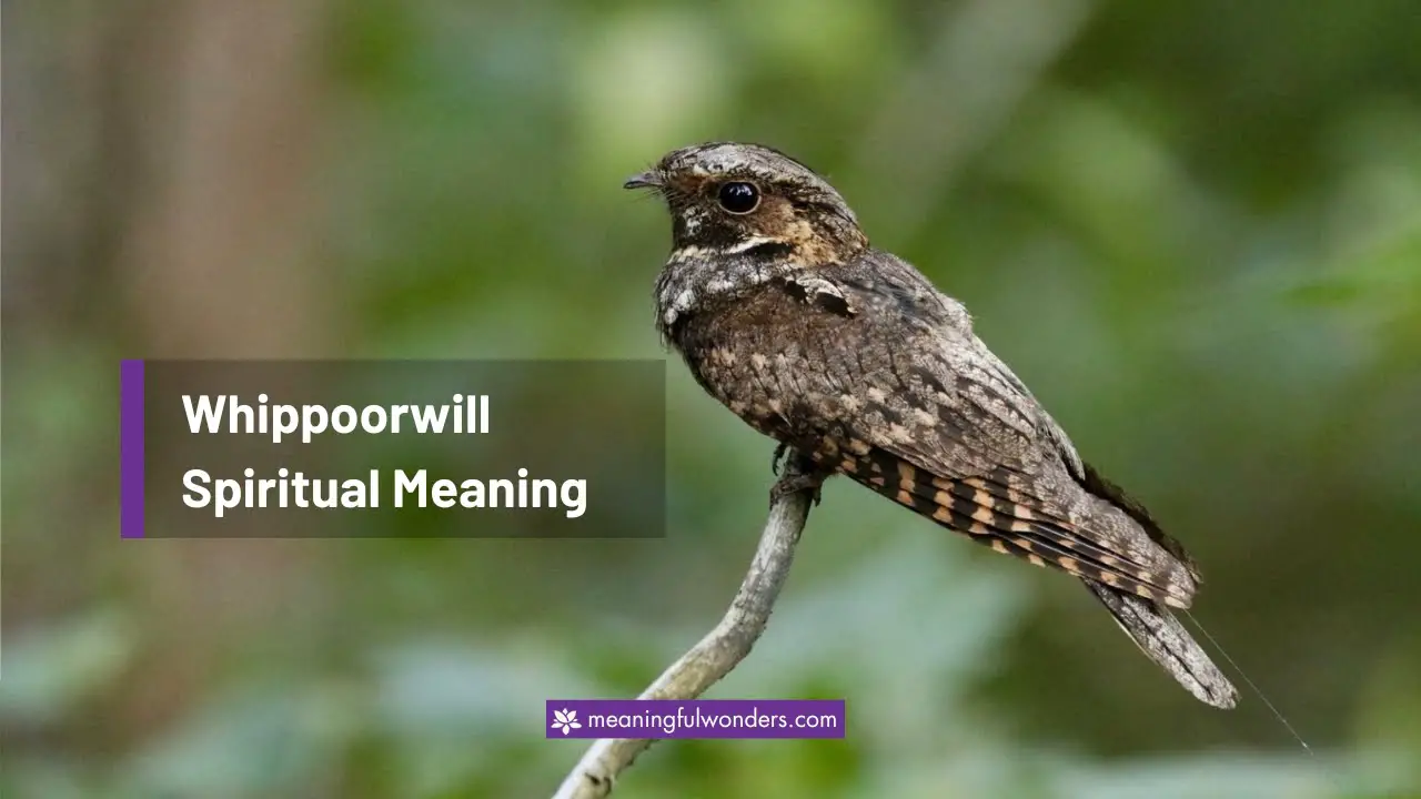 Whippoorwill Spiritual Meaning