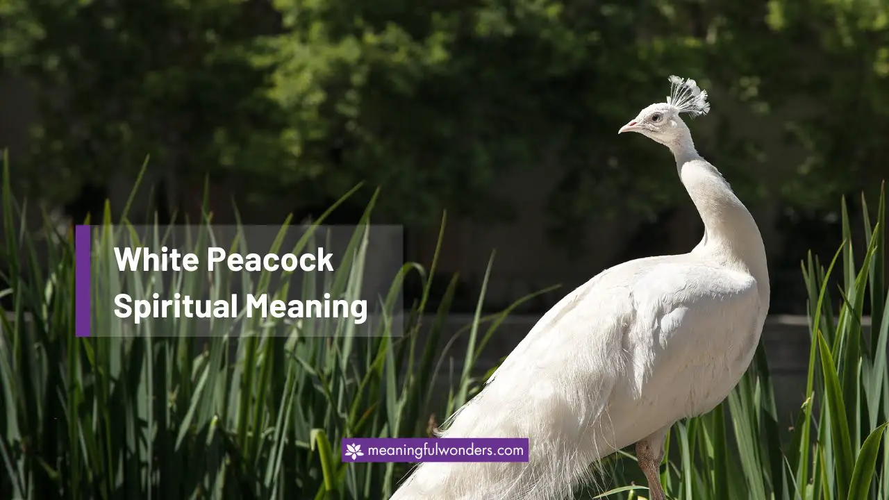 White Peacock Spiritual Meaning