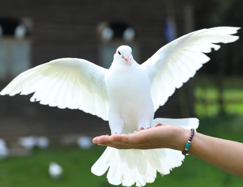 White Pigeon Meaning