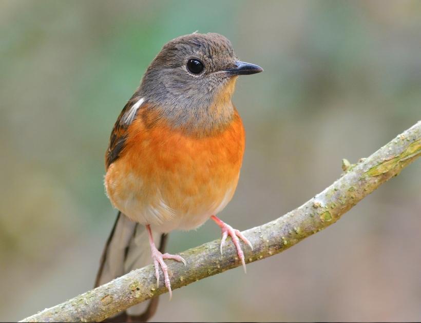 White-rumped Shama Encounters and Omens