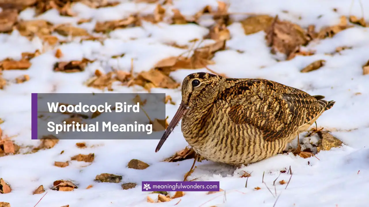 Woodcock Bird Spiritual Meaning