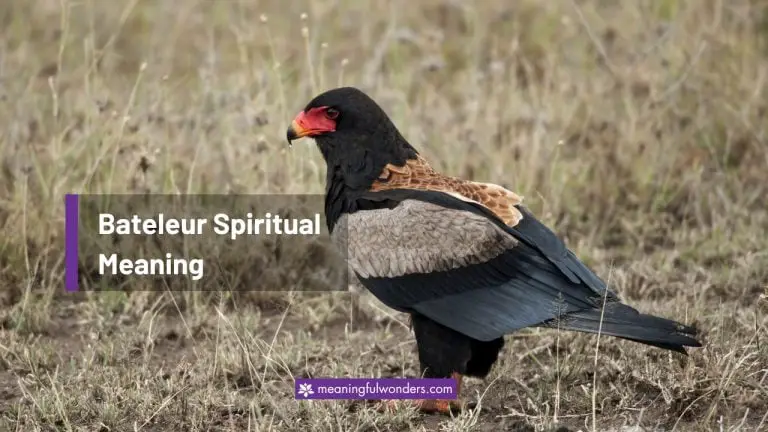 Bateleur Spiritual Meaning: Symbol of Protection and Trust