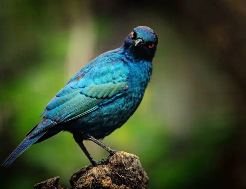 Blue Starling Meaning