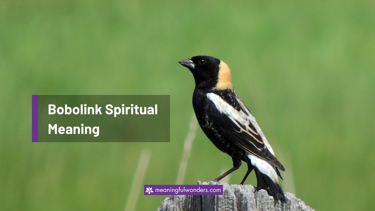 Bobolink Spiritual Meaning