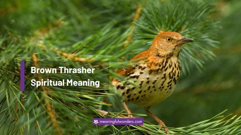 Brown Thrasher Spiritual Meaning: 7 Powerful Symbolism