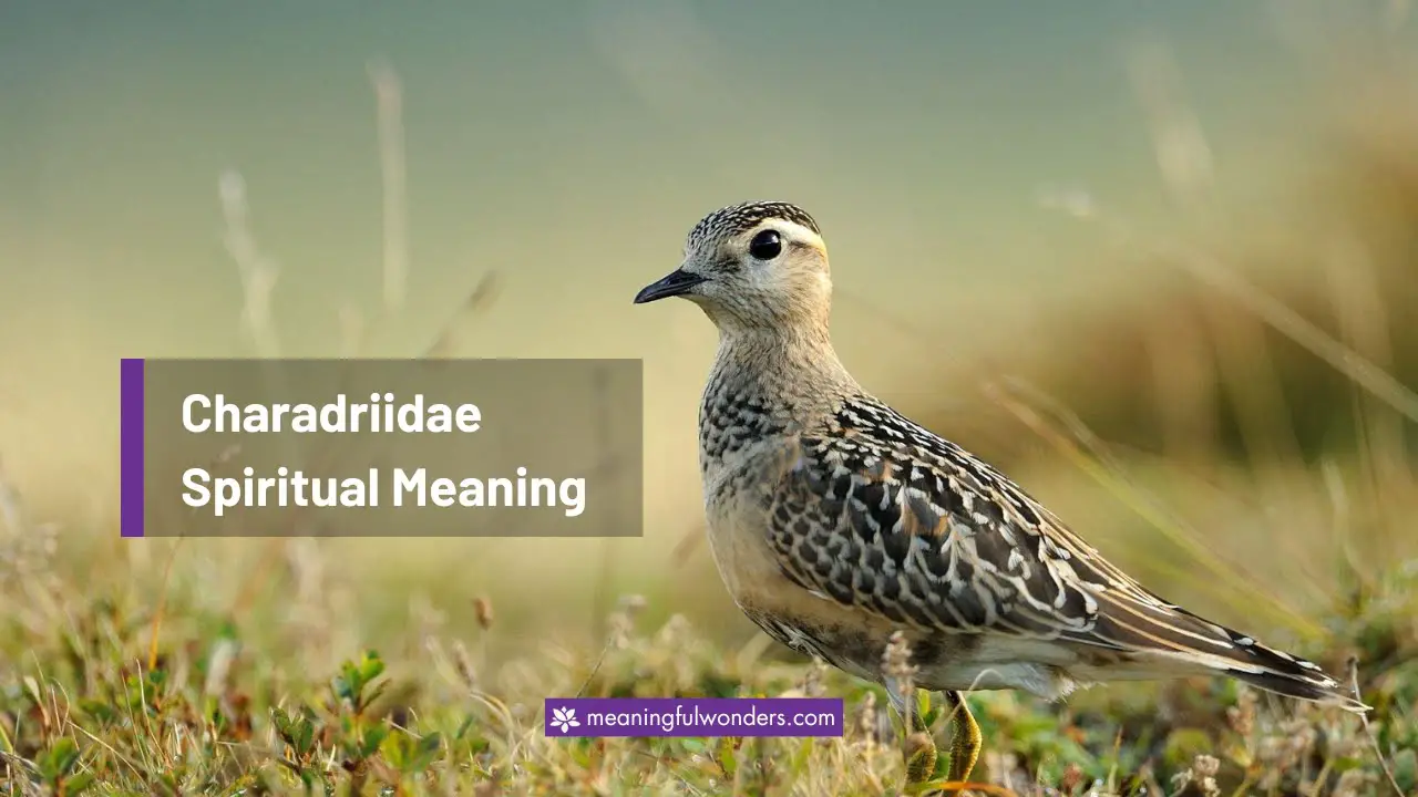 Charadriidae Spiritual Meaning