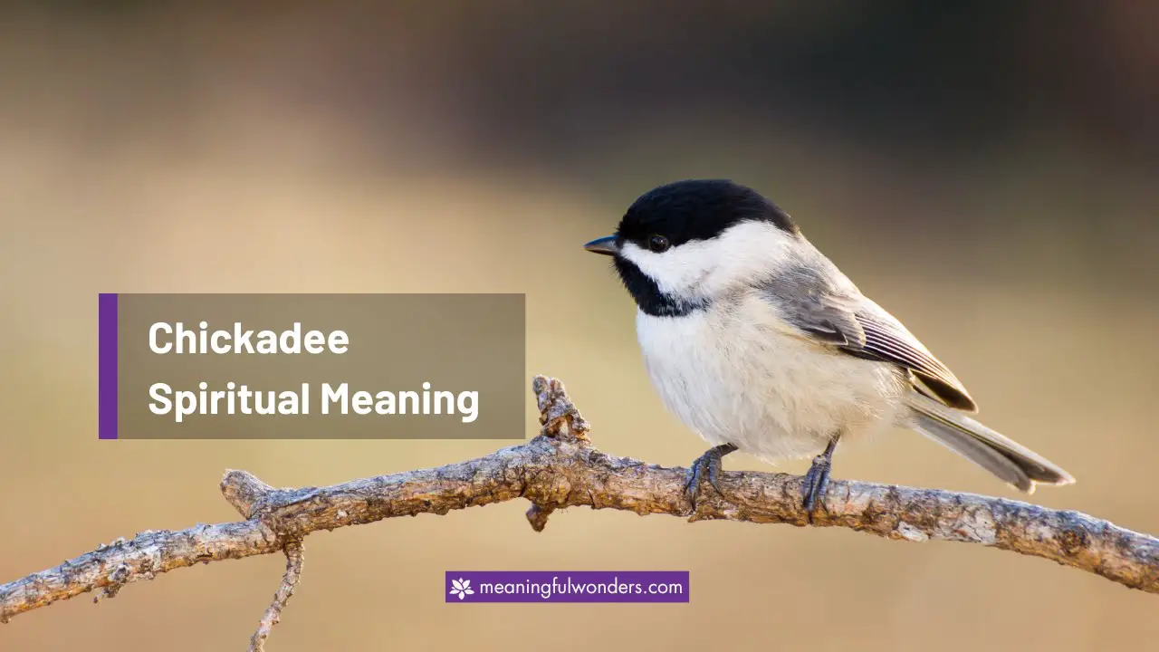 Chickadee Spiritual Meaning: Message of Peace and Love