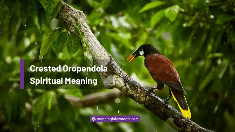 5 Amazing Believe of Crested Oropendola Spiritual Meaning