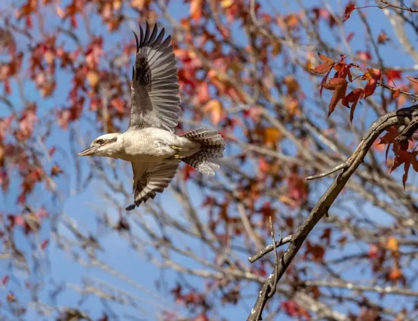 Flying Kookaburra