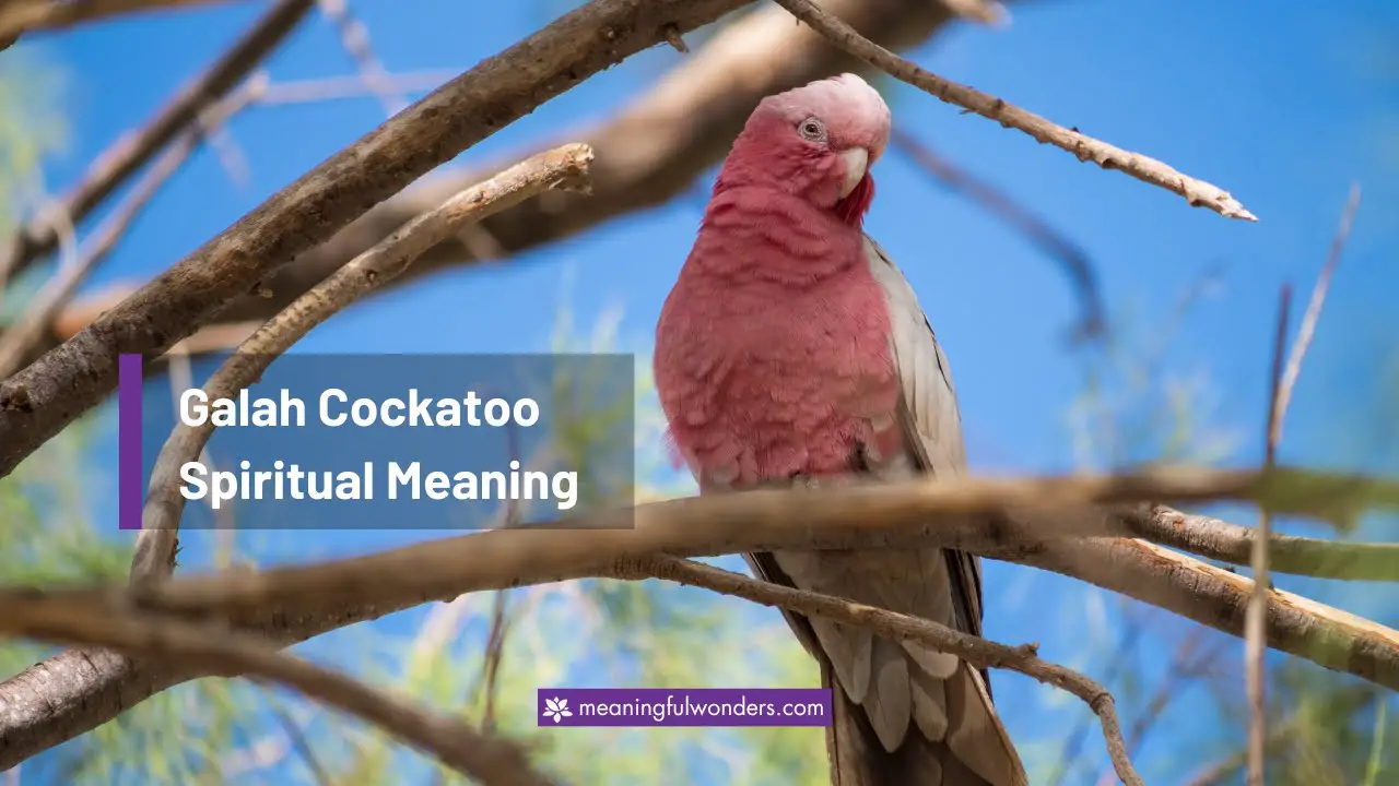 Galah Cockatoo Spiritual Meaning