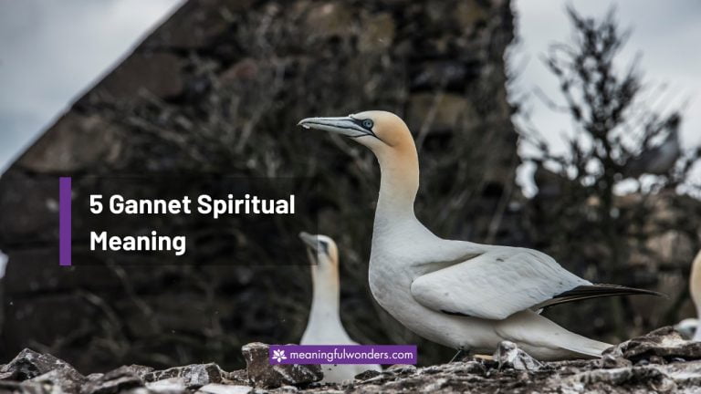 Gannet Spiritual Meaning: Guide to Freedom and Independence