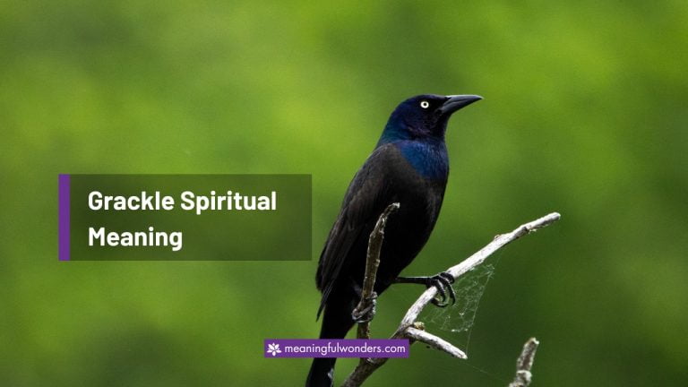 Grackle Spiritual Meaning: Symbol of Resilience and Survival